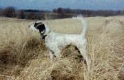 CH. TRAIL BOSS GROVER